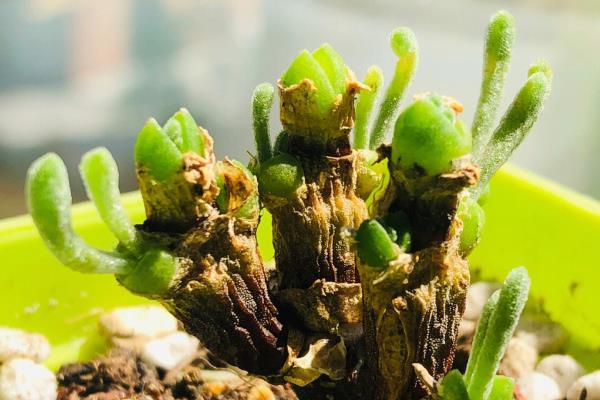 种植碧光环多肉要做哪些准备，选择在秋天这个季节中进行栽种