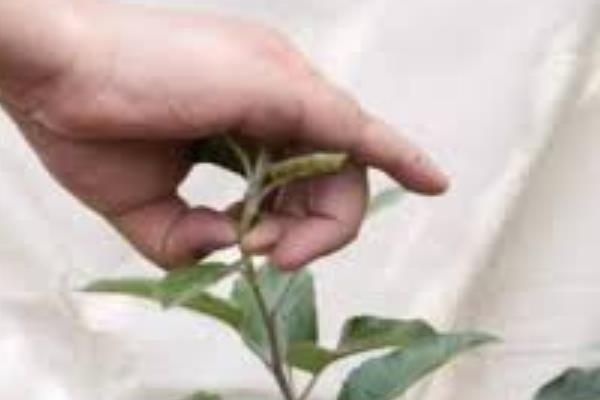 光叶子花嫁接的方式，选择在5-6月份的时候进行