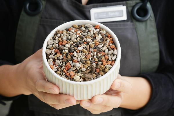 多肉怎么种植，选择在春秋两季种植最为合适