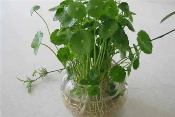 铜钱草的根如何水培，首先要对根部进行冲洗