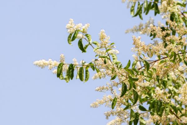 桂花适合用什么树嫁接，可以用女贞、小叶女贞、小蜡等嫁接