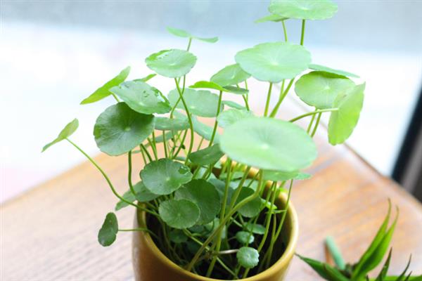 铜钱草的根如何水培，首先要对根部进行冲洗
