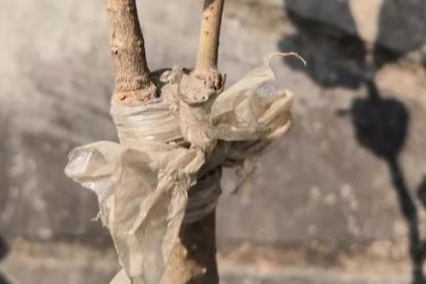 桂花适合用什么树嫁接，可以用女贞、小叶女贞、小蜡等嫁接