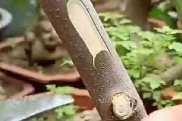 桂花适合用什么树嫁接，可以用女贞、小叶女贞、小蜡等嫁接