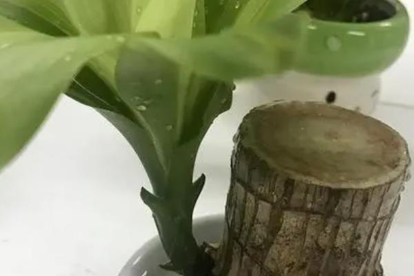 巴西木的花语，寓意吉祥如意、坚持不懈等
