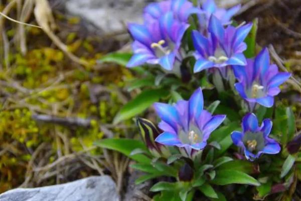 什么时候种植龙胆草，3-4月份、11月份皆可播种