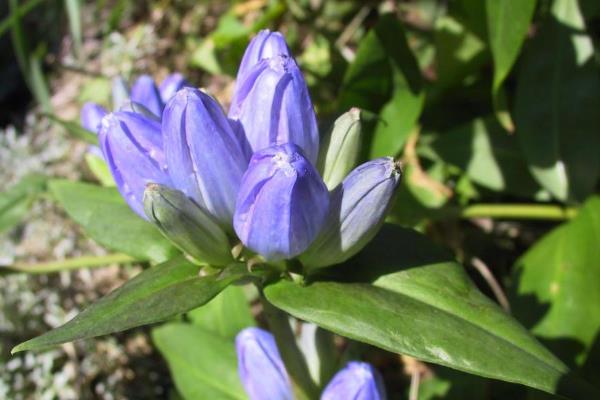 什么时候种植龙胆草，3-4月份、11月份皆可播种