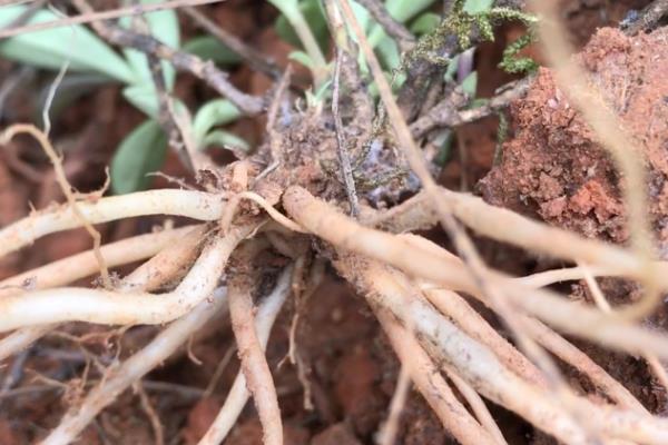 什么时候种植龙胆草，3-4月份、11月份皆可播种