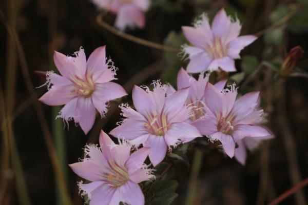什么时候种植龙胆草，3-4月份、11月份皆可播种