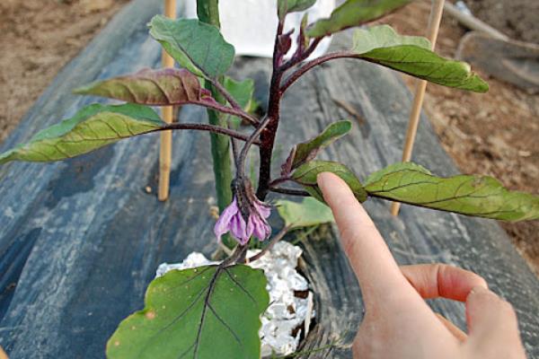 怎样提高茄子的产量，要适时摘心、促弱控旺等