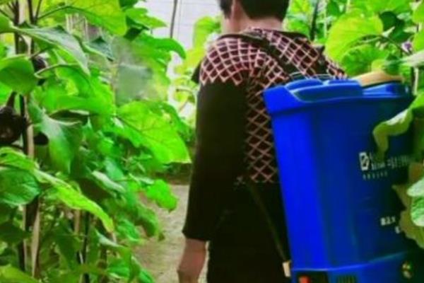 怎样提高茄子的产量，要适时摘心、促弱控旺等