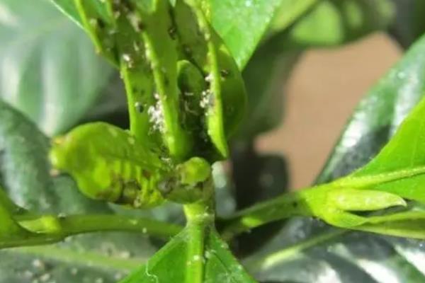 防治白飞虱的土方法，可以将植株放置在低温中养殖几天