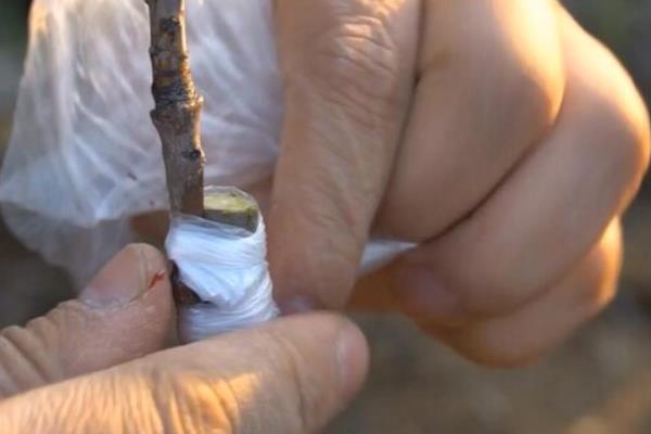 盆栽樱桃树的禁忌，忌低温、缺光、过度浇水和枝叶过多