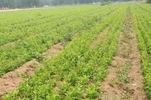 白芷的种植技术，可春播也可秋播
