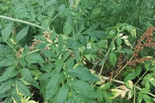 白芷的种植技术，可春播也可秋播