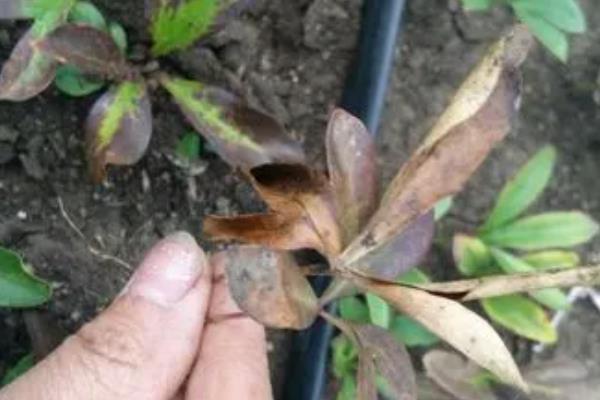 白芷的种植技术，可春播也可秋播