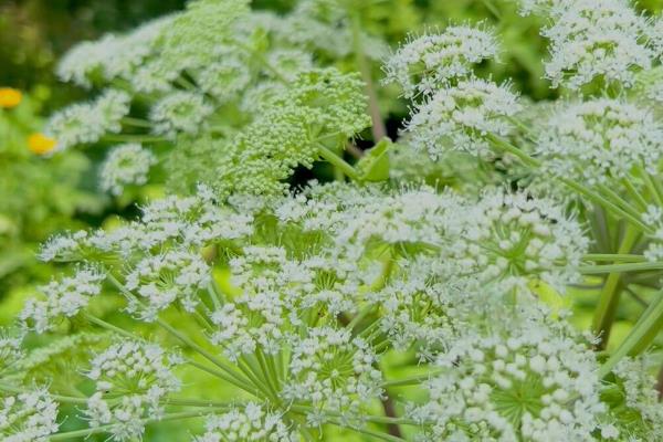 白芷的种植技术，可春播也可秋播