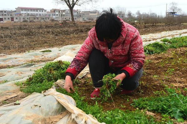 白芷的种植技术，可春播也可秋播