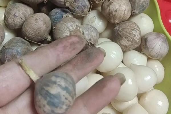 独头蒜的种植方法，可选择早熟和瓣小的蒜种进行播种