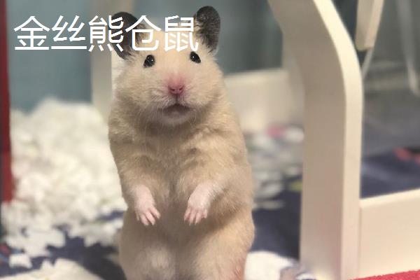 仓鼠有什么性格特点，不同品种具有不同的表现