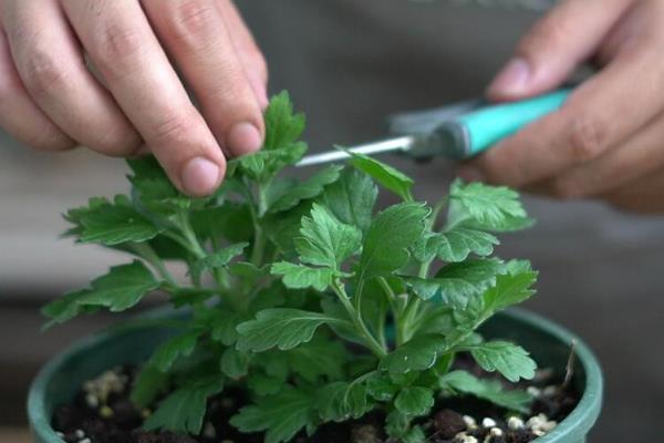 非洲菊有没有毒，植株不含有任何毒素