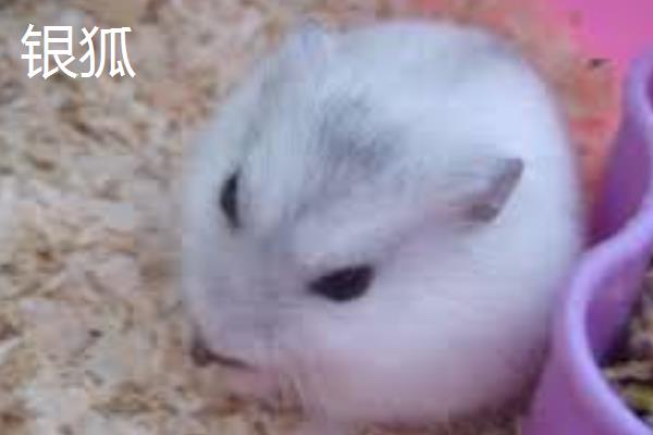 仓鼠有什么性格特点，不同品种具有不同的表现