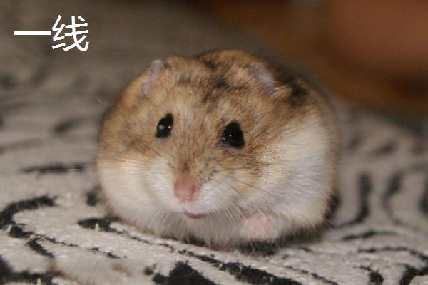 仓鼠有什么性格特点，不同品种具有不同的表现