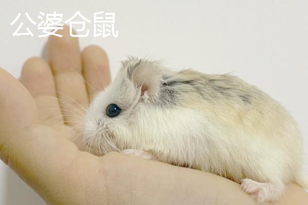 仓鼠有什么性格特点，不同品种具有不同的表现