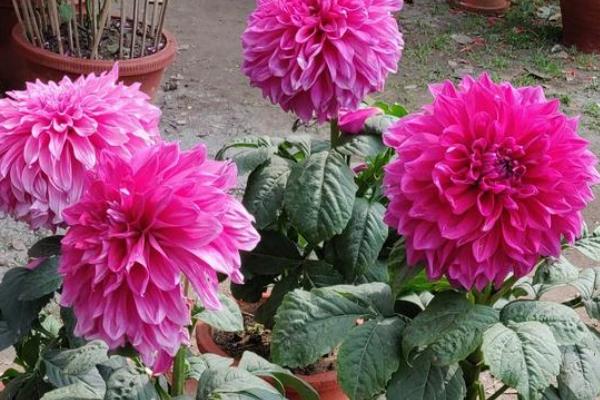 芍药花凋谢后如何养护，需及时修剪残花并追肥