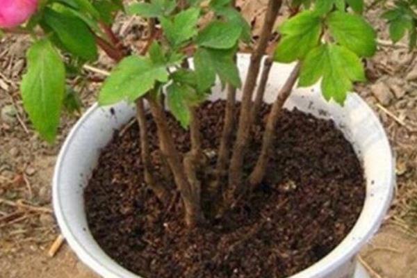 芍药花凋谢后如何养护，需及时修剪残花并追肥
