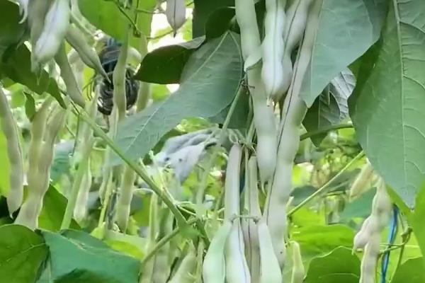 芸豆有多大，平均长度都在10-20厘米左右