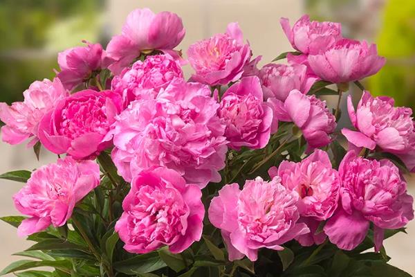 芍药花凋谢后如何养护，需及时修剪残花并追肥