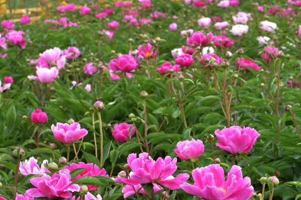 芍药花凋谢后如何养护，需及时修剪残花并追肥