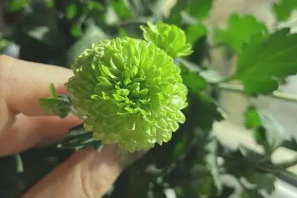 绿菊花的养殖方法，平时需及时的给盆土浇水