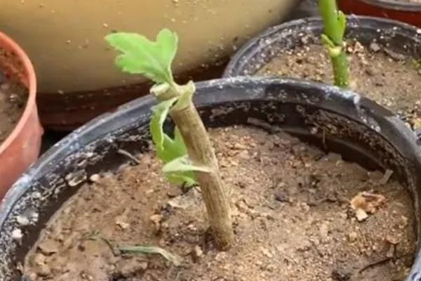 绿菊花的养殖方法，平时需及时的给盆土浇水