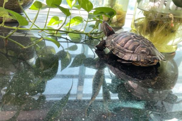 乌龟感冒的症状，主要有流眼泪、流鼻涕等