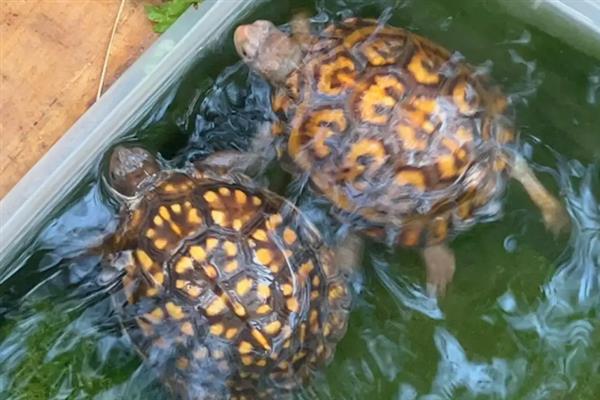 乌龟感冒的症状，主要有流眼泪、流鼻涕等