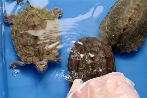 乌龟感冒的症状，主要有流眼泪、流鼻涕等