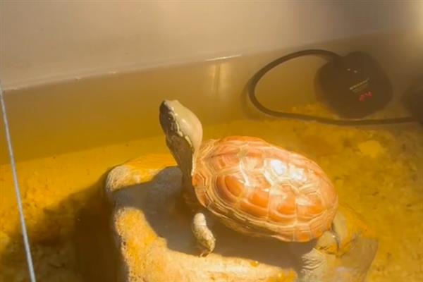 乌龟感冒的症状，主要有流眼泪、流鼻涕等