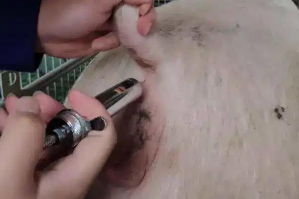 对猪注射氯前列醇钠要过多长时间才见效，一般会在24-36小时内见效