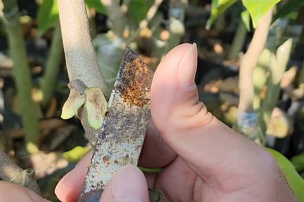 沉香怎么才可以结香，可尝试以下4种方法