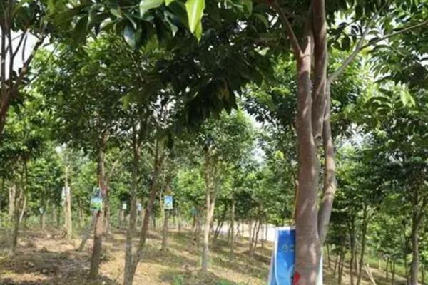 沉香怎么才可以结香，可尝试以下4种方法