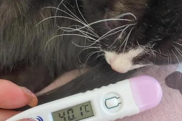 猫发烧怎么处理，可人为进行辅助降温