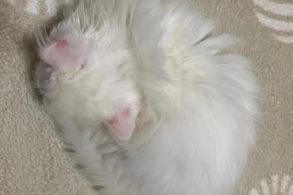 猫发烧怎么处理，可人为进行辅助降温