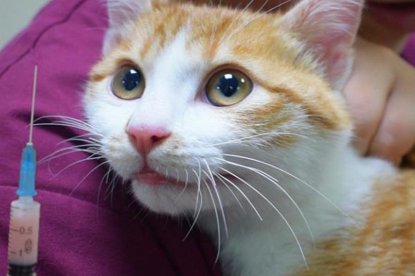 猫发烧怎么处理，可人为进行辅助降温