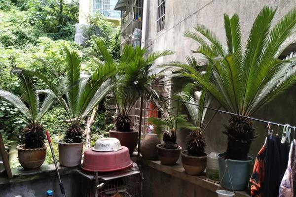 阳台种铁树好吗，阳台适合种植铁树