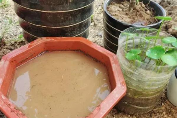 铜钱草半土半水老是臭怎么办，需及时换水并进行土壤消毒