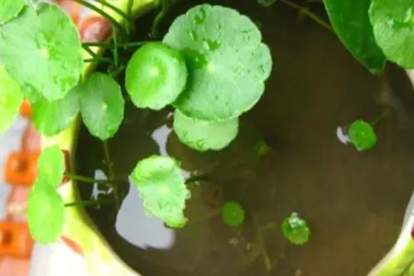 铜钱草半土半水老是臭怎么办，需及时换水并进行土壤消毒