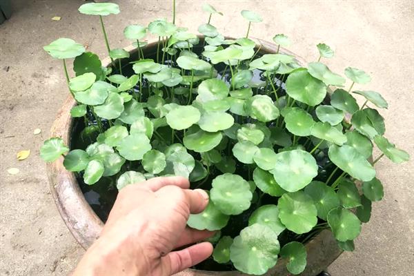 铜钱草半土半水老是臭怎么办，需及时换水并进行土壤消毒