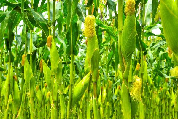 栽培玉丰612玉米的要点，播种适期为4月下旬至5月上旬